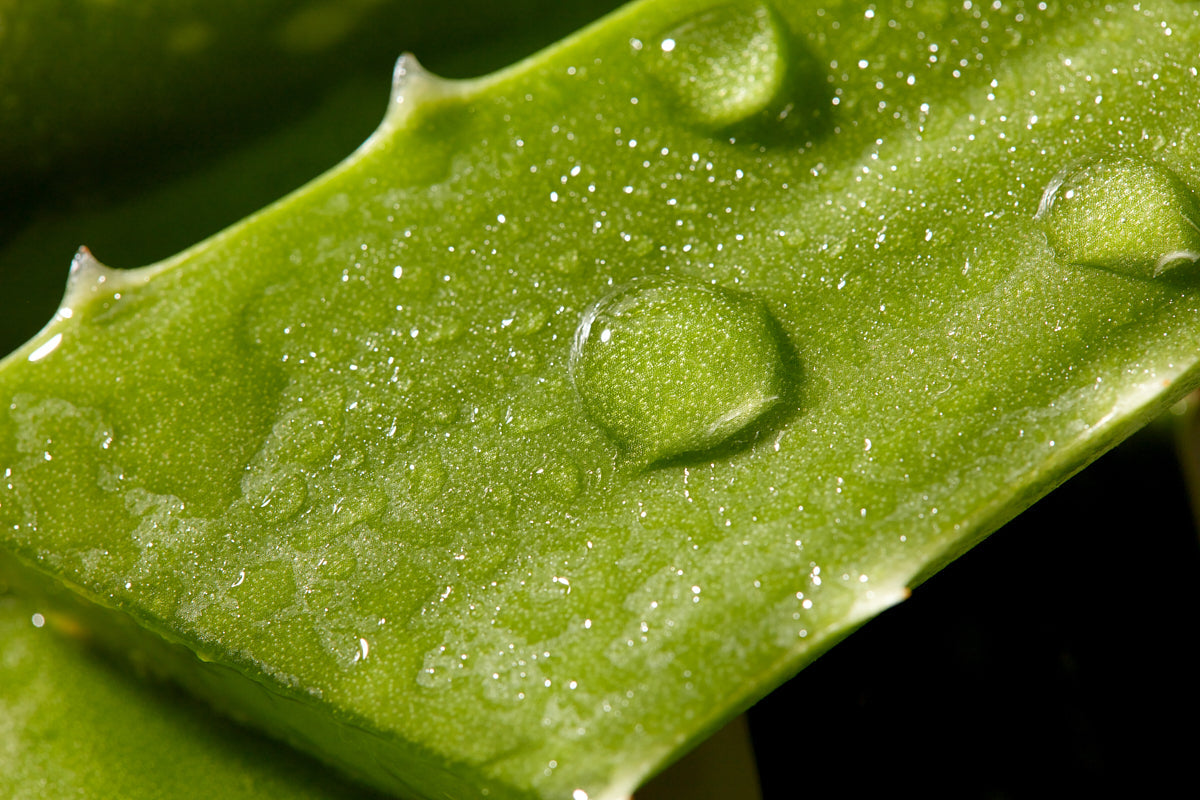 Christophe Robin - Hydrating shampoo with aloe vera 500ml