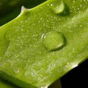 Christophe Robin - Hydrating shampoo with aloe vera 500ml